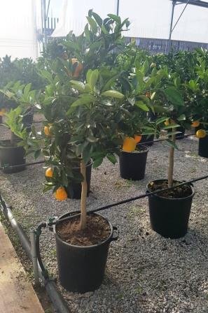 citrus sinensis oranger 35 h.160